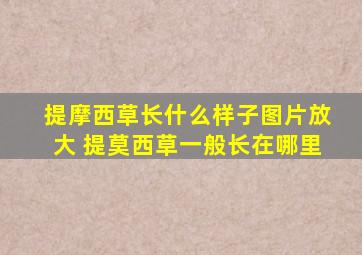 提摩西草长什么样子图片放大 提莫西草一般长在哪里